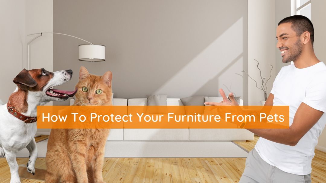 How To Protect Your Furniture from Pets